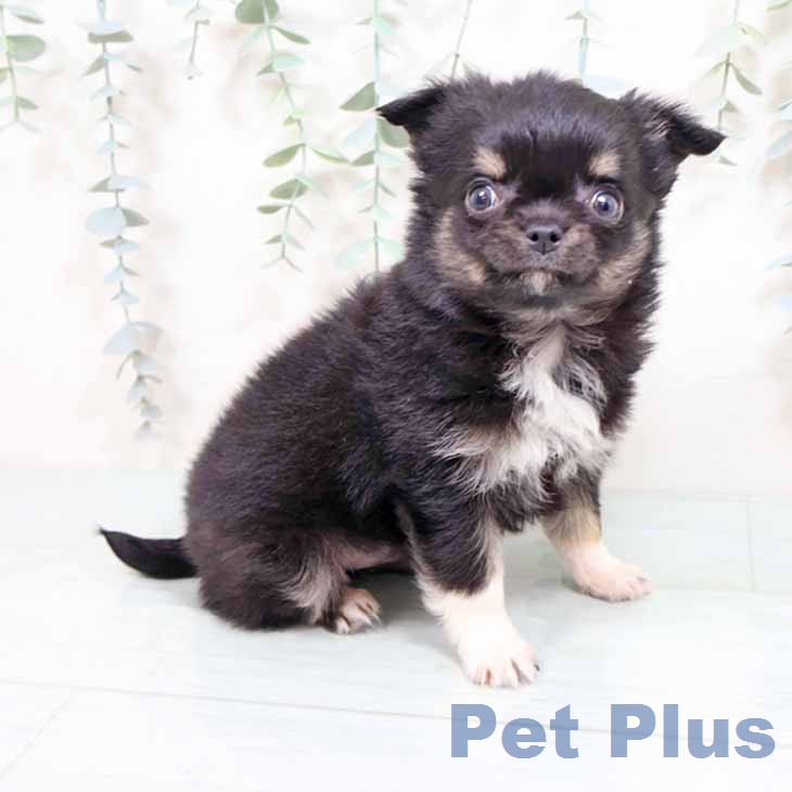 大阪府のチワワ(ロング) (ペットプラス イオン大日店/2026年1月29日生まれ/女の子/ブラックタンホワイト)の子犬の1枚目の画像