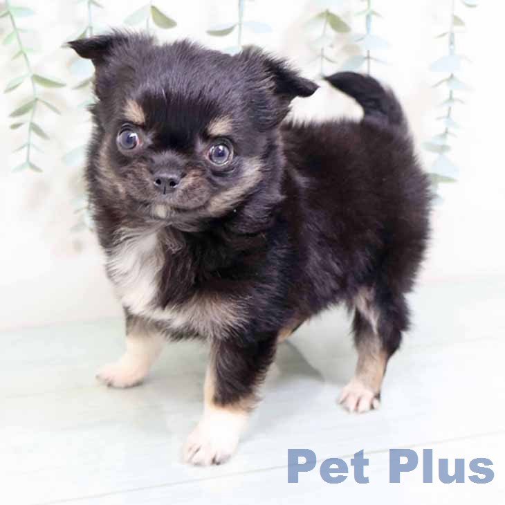 大阪府のチワワ(ロング) (ペットプラス イオン大日店/2026年1月29日生まれ/女の子/ブラックタンホワイト)の子犬の2枚目の画像