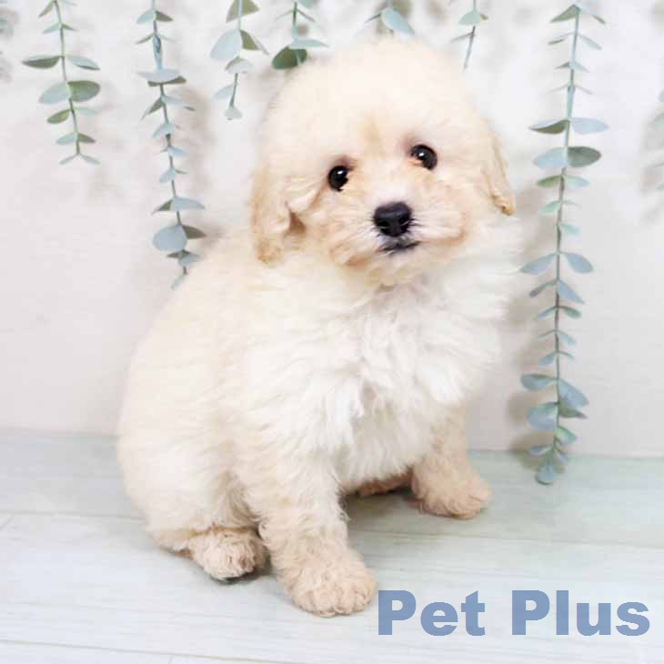 大阪府のトイプードル(トイ) (ペットプラス イオン大日店/2026年1月21日生まれ/女の子/クリーム)の子犬