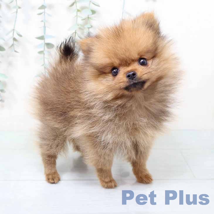 京都府のポメラニアン (ペットプラス 京都桂川店/2026年1月16日生まれ/女の子/オレンジ)の子犬