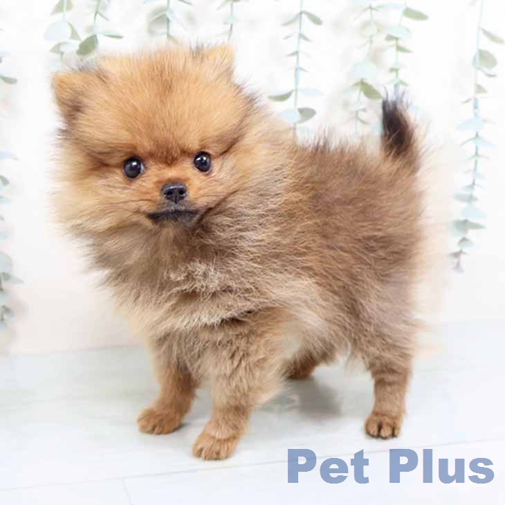 京都府のポメラニアン (ペットプラス 京都桂川店/2026年1月16日生まれ/女の子/オレンジ)の子犬の2枚目の画像