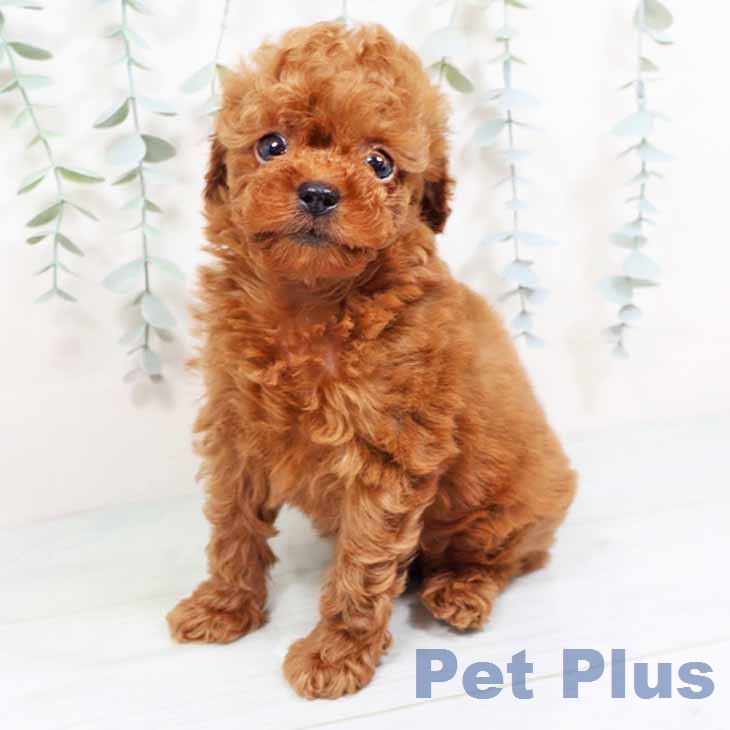 トイ・プードルの写真2