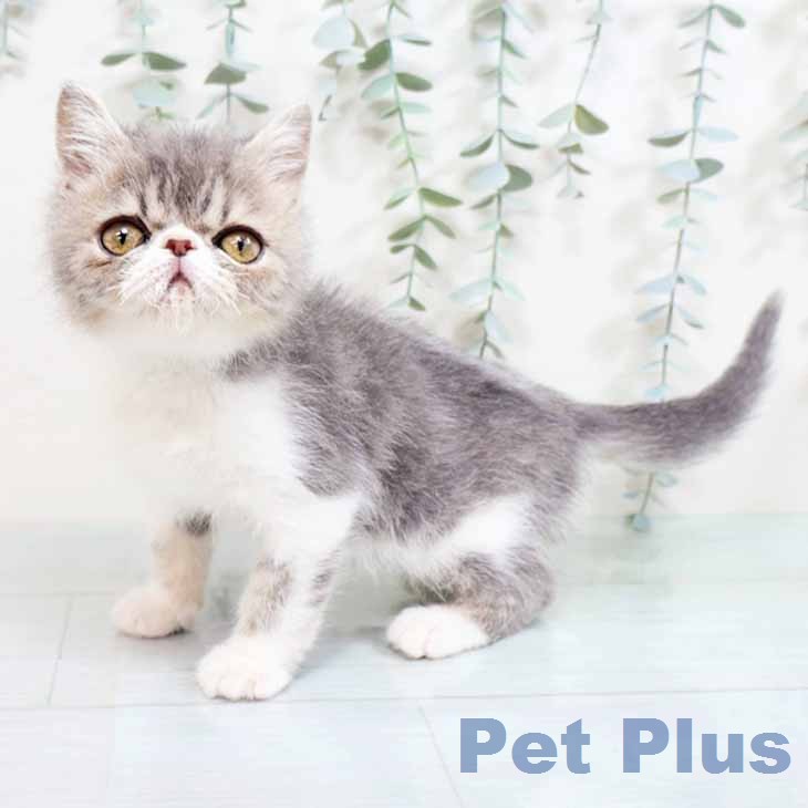 大阪府のエキゾチック (ペットプラス イオン大日店/2026年1月10日生まれ/男の子/ブルータビーホワイト)の子猫の1枚目の画像