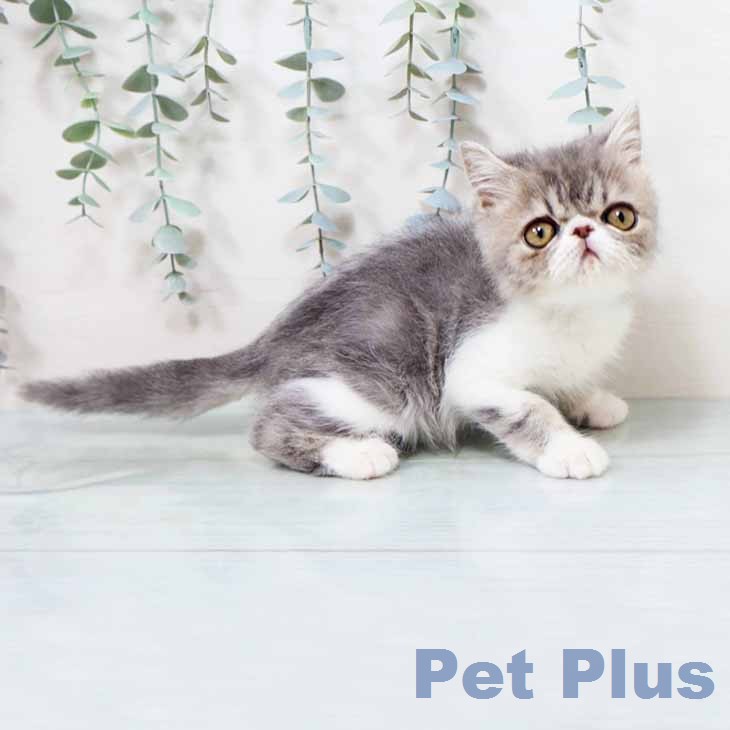 大阪府のエキゾチック (ペットプラス イオン大日店/2026年1月10日生まれ/男の子/ブルータビーホワイト)の子猫の2枚目の画像