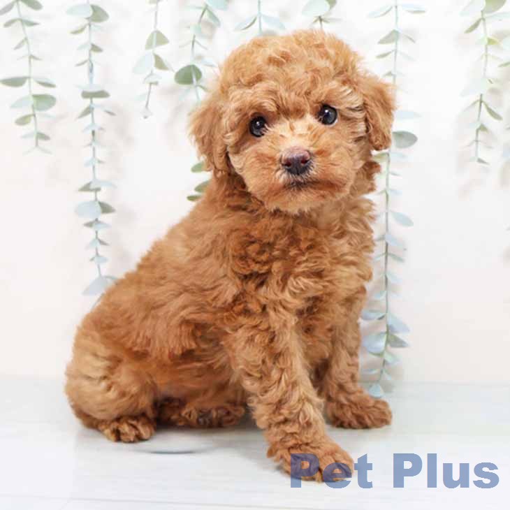 愛知県のトイプードル(トイ) (ペットプラス イオンモール豊川店/2026年1月28日生まれ/女の子/アプリコット)の子犬