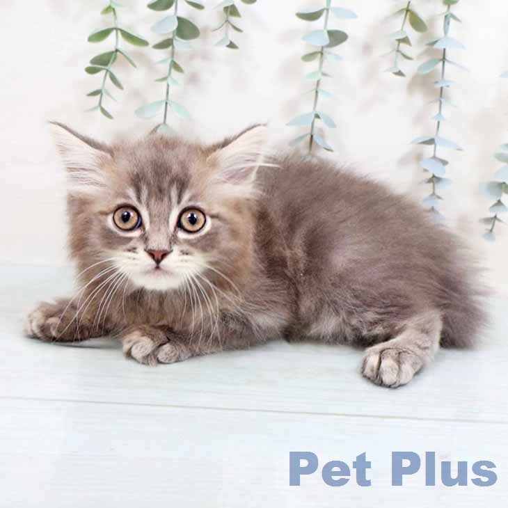 京都府のラガマフィン (ペットプラス 京都桂川店/2026年1月23日生まれ/男の子/ブルータビー)の子猫