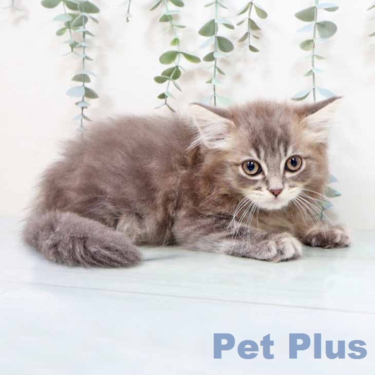 京都府のラガマフィン (ペットプラス 京都桂川店/2026年1月23日生まれ/男の子/ブルータビー)の子猫の2枚目の画像