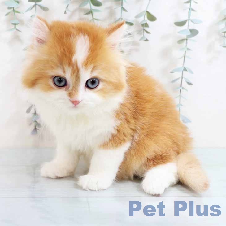 兵庫県のラガマフィン (ペットプラス 神戸三宮店/2026年1月30日生まれ/男の子/レッドタビーホワイト)の子猫の1枚目の画像