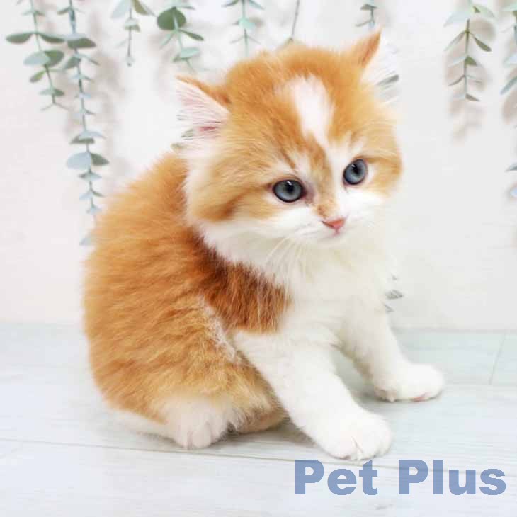 兵庫県のラガマフィン (ペットプラス 神戸三宮店/2026年1月30日生まれ/男の子/レッドタビーホワイト)の子猫の2枚目の画像
