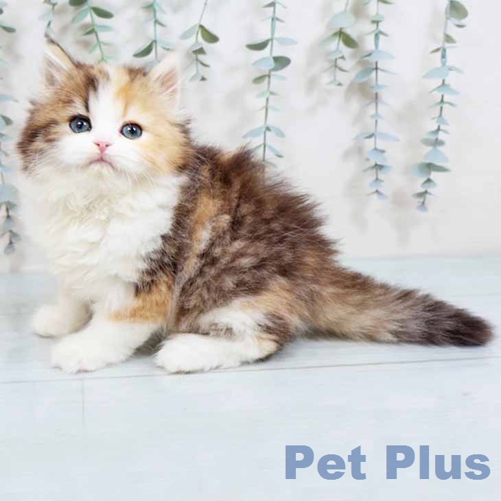 大阪府のラガマフィン (ペットプラス イオン大日店/2026年1月30日生まれ/女の子/ブラウンパッチドタビーホワイト)の子猫の1枚目の画像