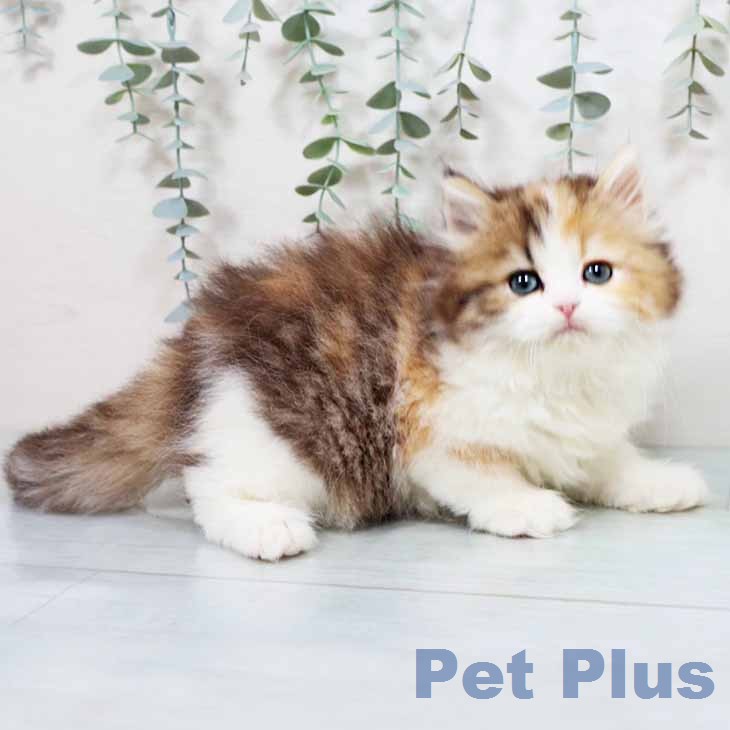 大阪府のラガマフィン (ペットプラス イオン大日店/2026年1月30日生まれ/女の子/ブラウンパッチドタビーホワイト)の子猫の2枚目の画像