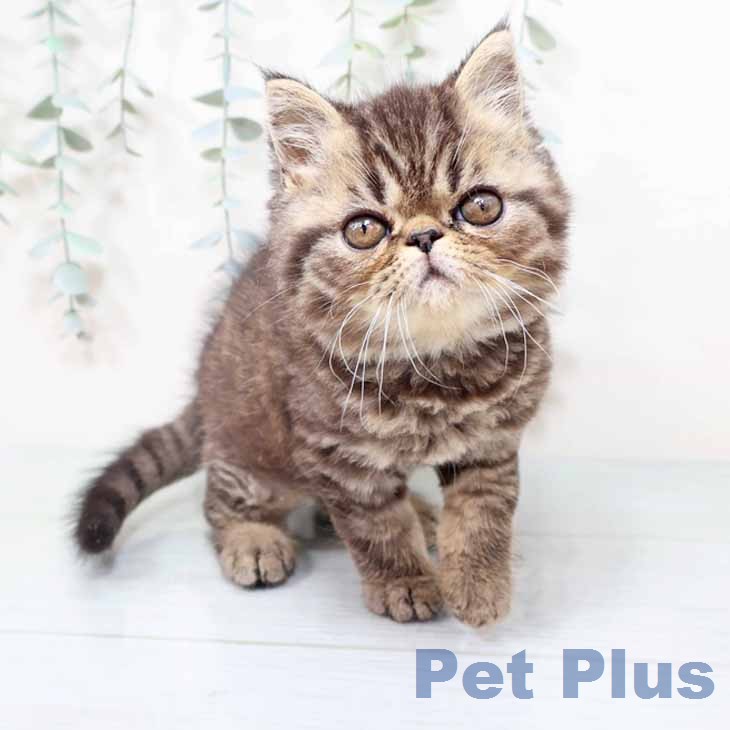 大阪府のエキゾチック (ペットプラス りんくう泉南店/2026年1月24日生まれ/男の子/ブラウンタビー)の子猫の1枚目の画像