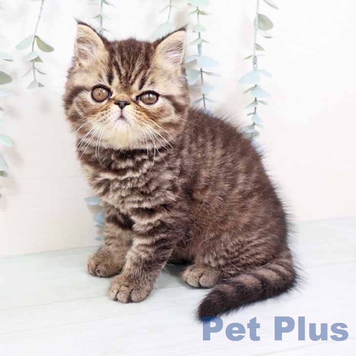 大阪府のエキゾチック (ペットプラス りんくう泉南店/2026年1月24日生まれ/男の子/ブラウンタビー)の子猫の2枚目の画像
