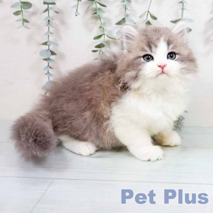 京都府のブリティッシュロングヘアー (ペットプラス 京都桂川店/2026年1月30日生まれ/男の子/ブルーホワイト)の子猫