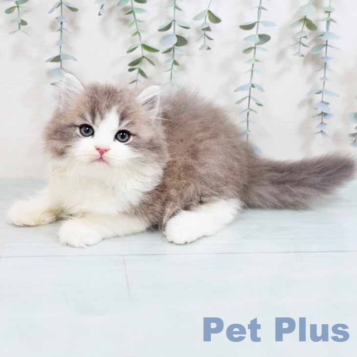 京都府のブリティッシュロングヘアー (ペットプラス 京都桂川店/2026年1月30日生まれ/男の子/ブルーホワイト)の子猫の2枚目の画像