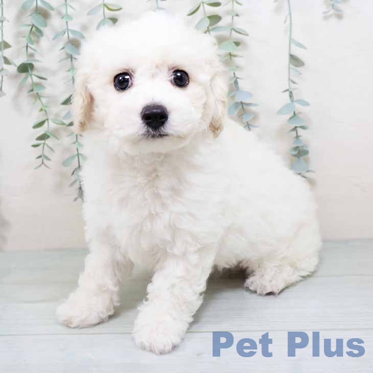 ビション・フリーゼの写真2