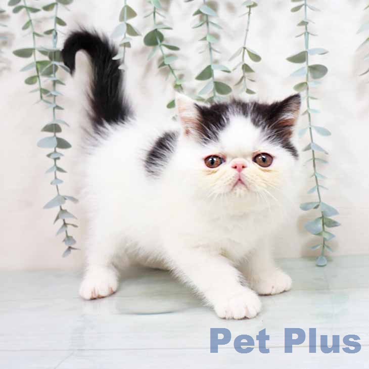 大阪府のエキゾチック (ペットプラス イオン大日店/2026年1月28日生まれ/男の子/ブラックホワイト)の子猫の1枚目の画像