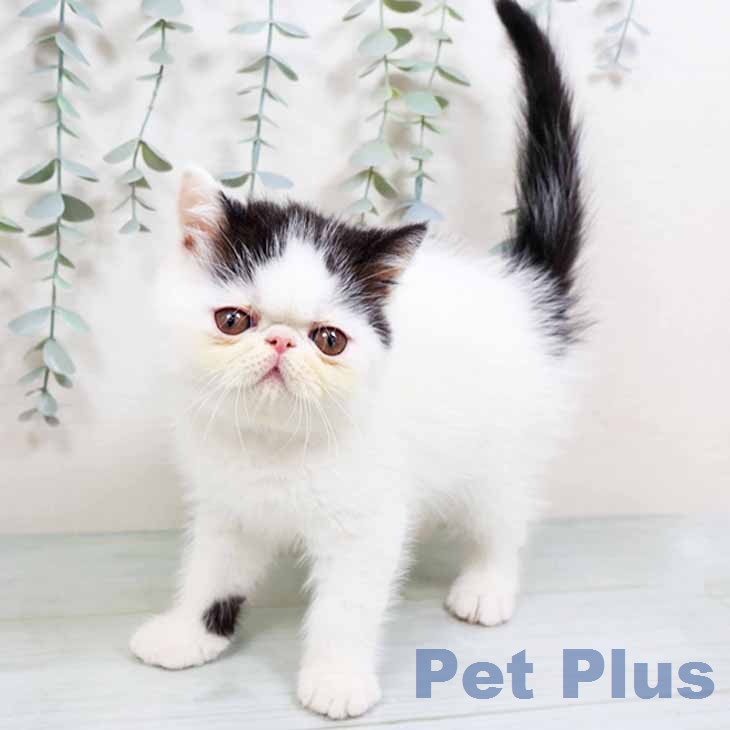 大阪府のエキゾチック (ペットプラス イオン大日店/2026年1月28日生まれ/男の子/ブラックホワイト)の子猫の2枚目の画像