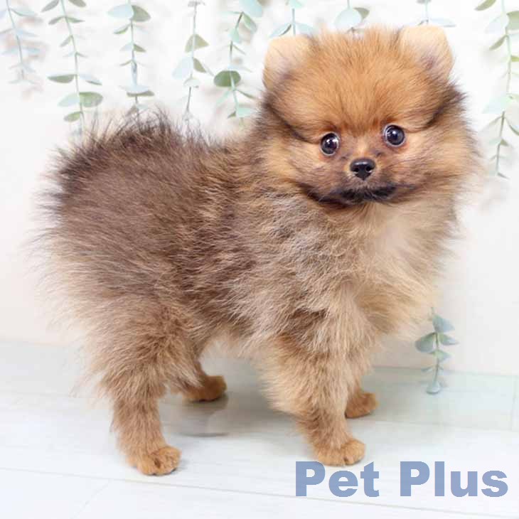 大阪府のポメラニアン (ペットプラス 四條畷店/2026年1月23日生まれ/女の子/オレンジ)の子犬