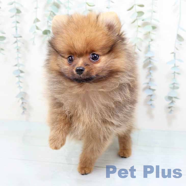 大阪府のポメラニアン (ペットプラス 四條畷店/2026年1月23日生まれ/女の子/オレンジ)の子犬の2枚目の画像