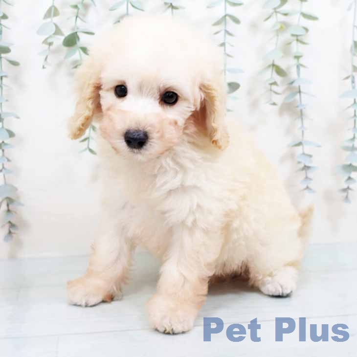 大阪府のトイプードル(トイ) (ペットプラス イオン大日店/2026年1月30日生まれ/男の子/ホワイト)の子犬