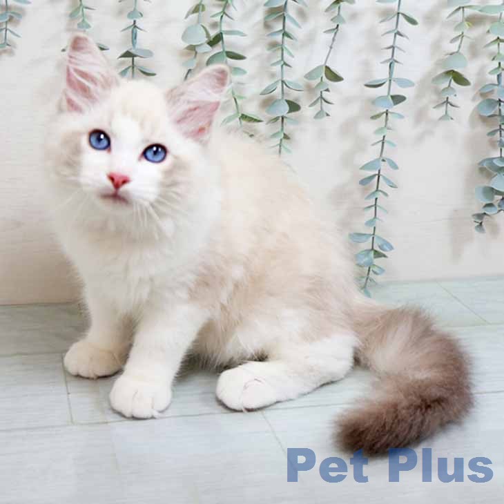京都府のラグドール (ペットプラス イオンモールKYOTO店/2026年1月10日生まれ/男の子/ブルーリンクスポイントバイカラー)の子猫の1枚目の画像