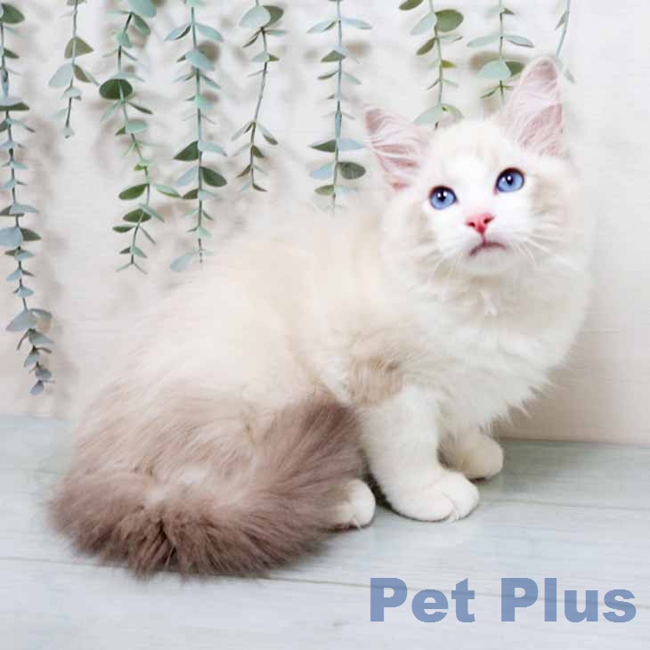 京都府のラグドール (ペットプラス イオンモールKYOTO店/2026年1月10日生まれ/男の子/ブルーリンクスポイントバイカラー)の子猫の2枚目の画像
