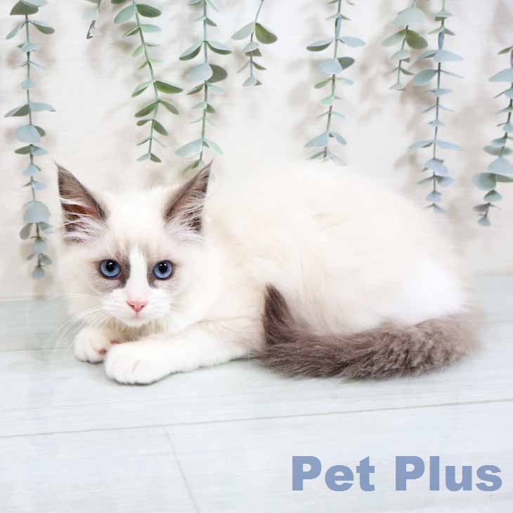 ラグドールの写真2