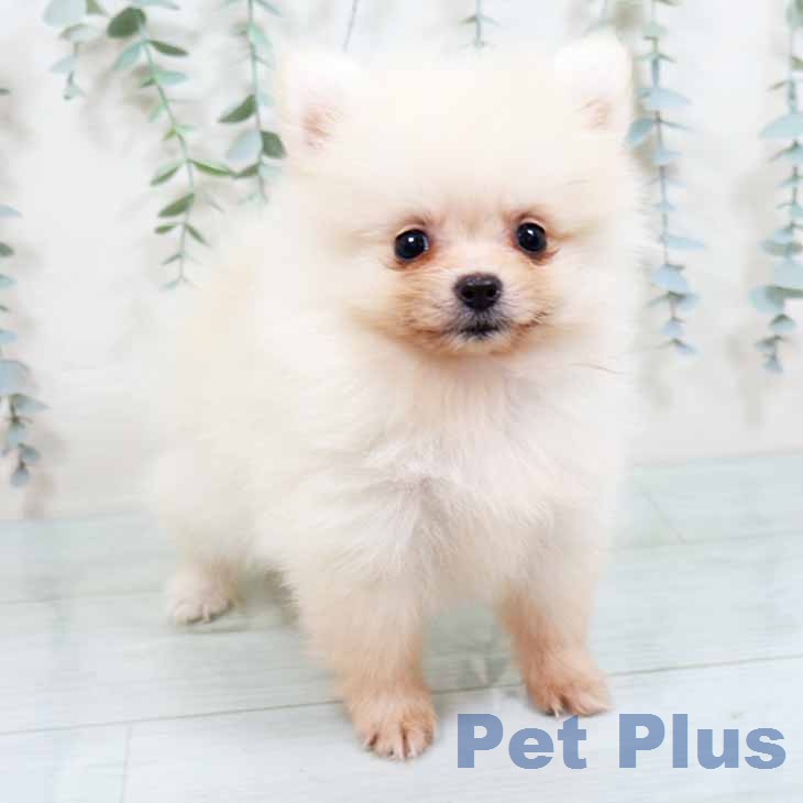 新潟県のポメラニアン (ペットプラス 新潟南店/2026年2月1日生まれ/女の子/クリーム)の子犬の1枚目の画像