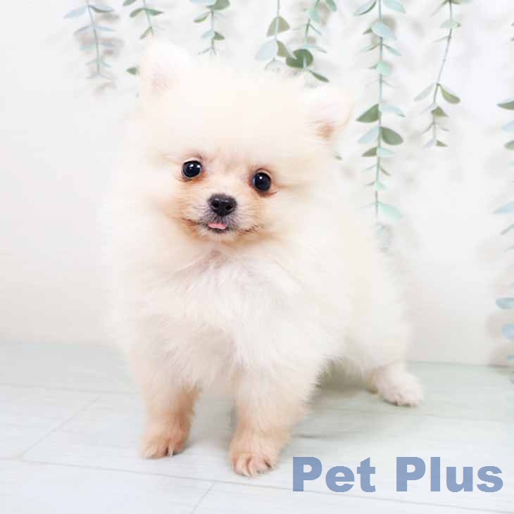 新潟県のポメラニアン (ペットプラス 新潟南店/2026年2月1日生まれ/女の子/クリーム)の子犬の2枚目の画像