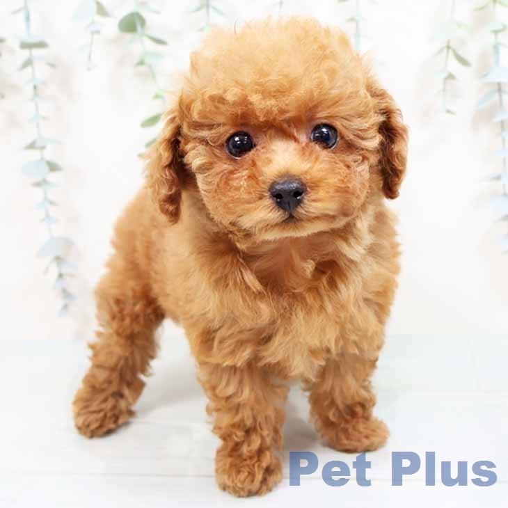 兵庫県のトイプードル(トイ) (ペットプラス 神戸三宮店/2026年1月23日生まれ/女の子/レッドフォーン)の子犬の1枚目の画像