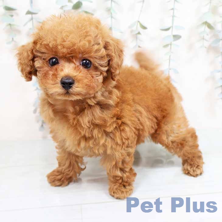 兵庫県のトイプードル(トイ) (ペットプラス 神戸三宮店/2026年1月23日生まれ/女の子/レッドフォーン)の子犬の2枚目の画像