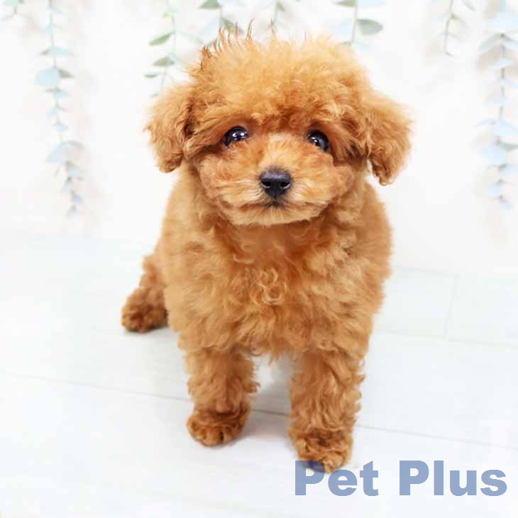 京都府のトイプードル(トイ) (ペットプラス 京都桂川店/2026年1月19日生まれ/女の子/レッドフォーン)の子犬の1枚目の画像