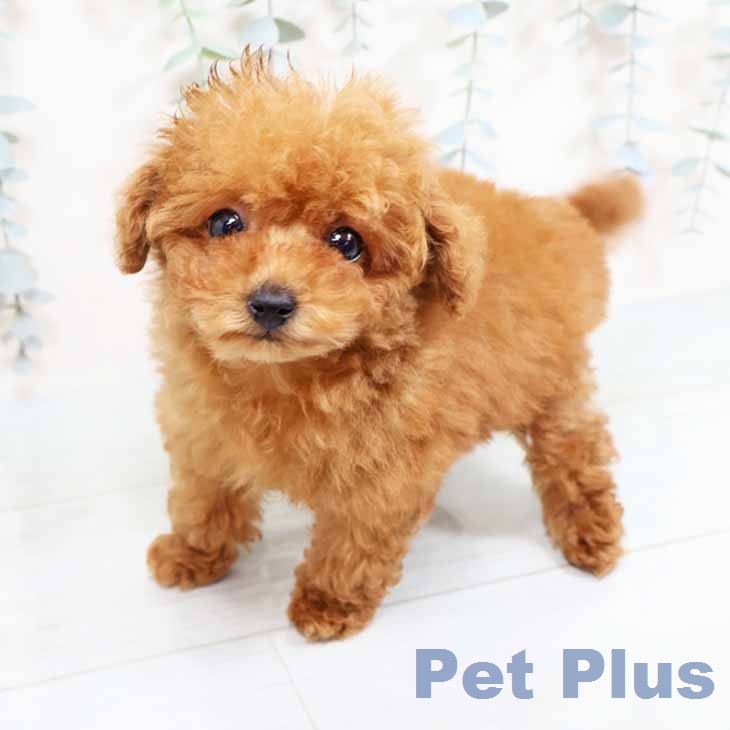 京都府のトイプードル(トイ) (ペットプラス 京都桂川店/2026年1月19日生まれ/女の子/レッドフォーン)の子犬の2枚目の画像