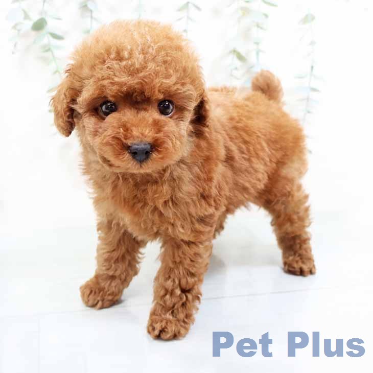 トイ・プードル