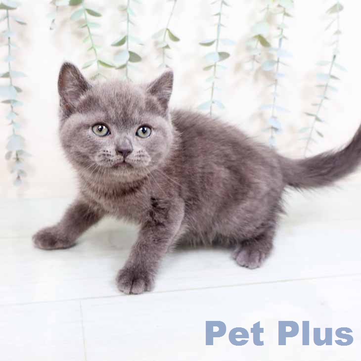 ブリティッシュショートヘア