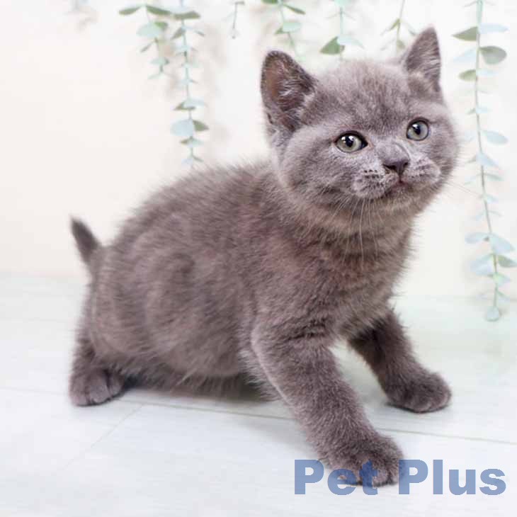 ブリティッシュショートヘアの写真2