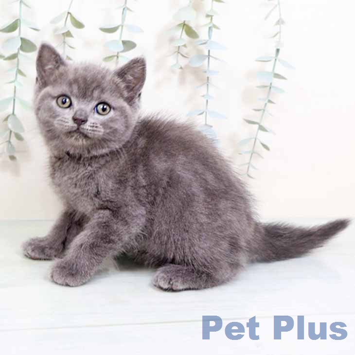 ブリティッシュショートヘア