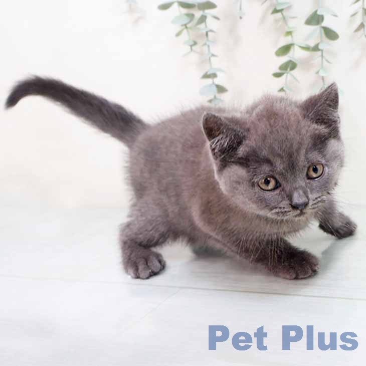 ブリティッシュショートヘア