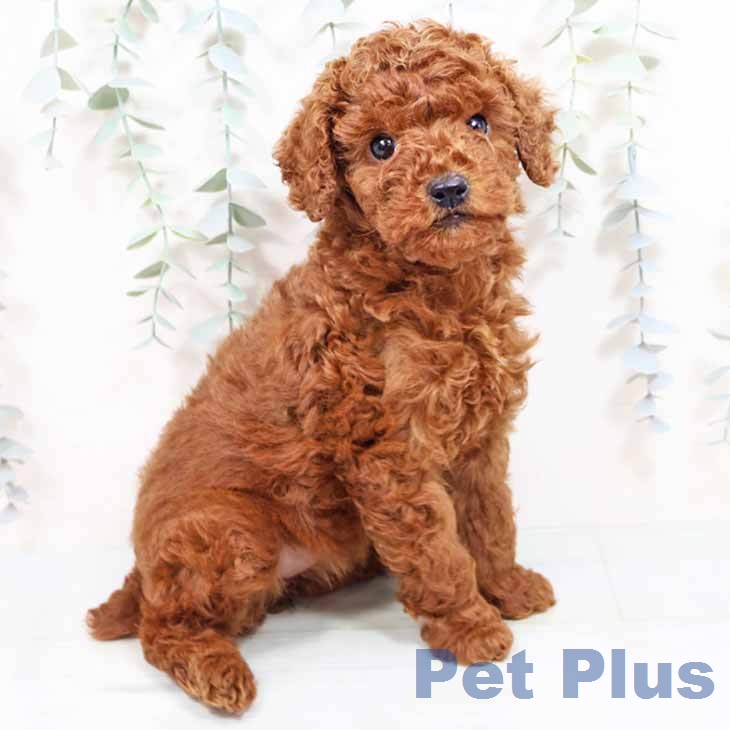 新潟県のトイプードル(トイ) (ペットプラス 新潟南店/2026年1月26日生まれ/女の子/レッドフォーン)の子犬の1枚目の画像