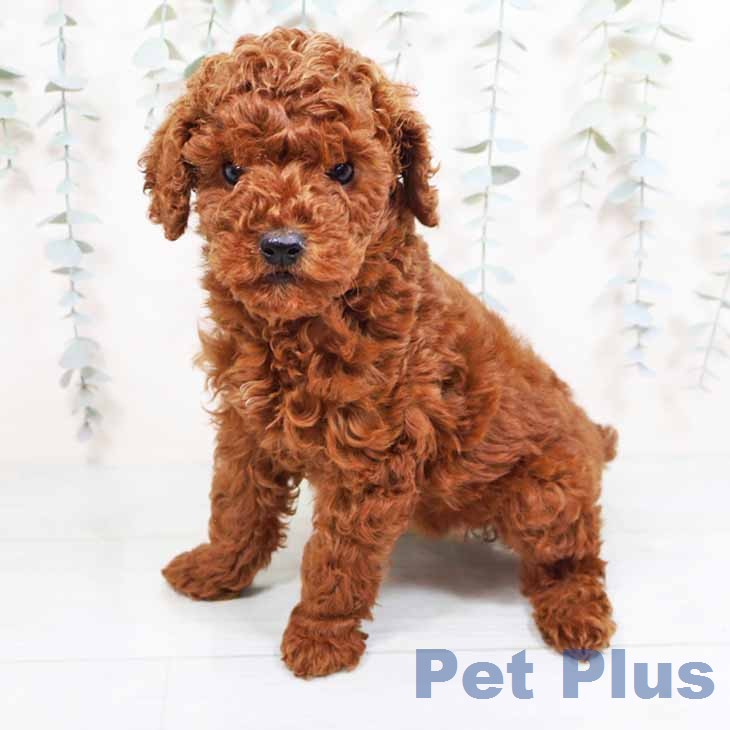 新潟県のトイプードル(トイ) (ペットプラス 新潟南店/2026年1月26日生まれ/女の子/レッドフォーン)の子犬の2枚目の画像