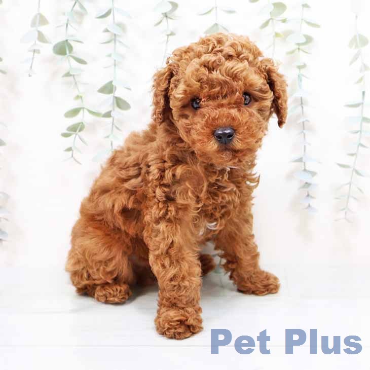 富山県のトイプードル(トイ) (ペットプラス 高岡店/2026年1月26日生まれ/男の子/レッドフォーン)の子犬の1枚目の画像