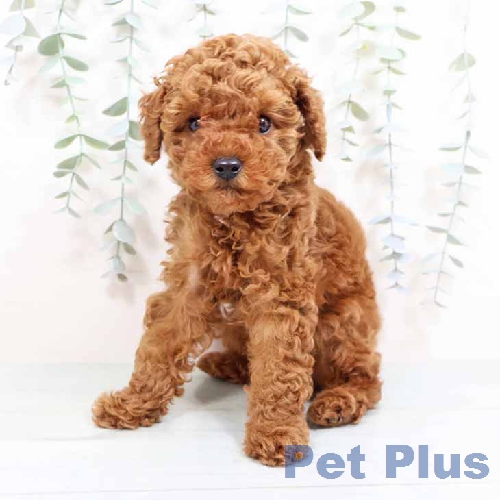 富山県のトイプードル(トイ) (ペットプラス 高岡店/2026年1月26日生まれ/男の子/レッドフォーン)の子犬の2枚目の画像