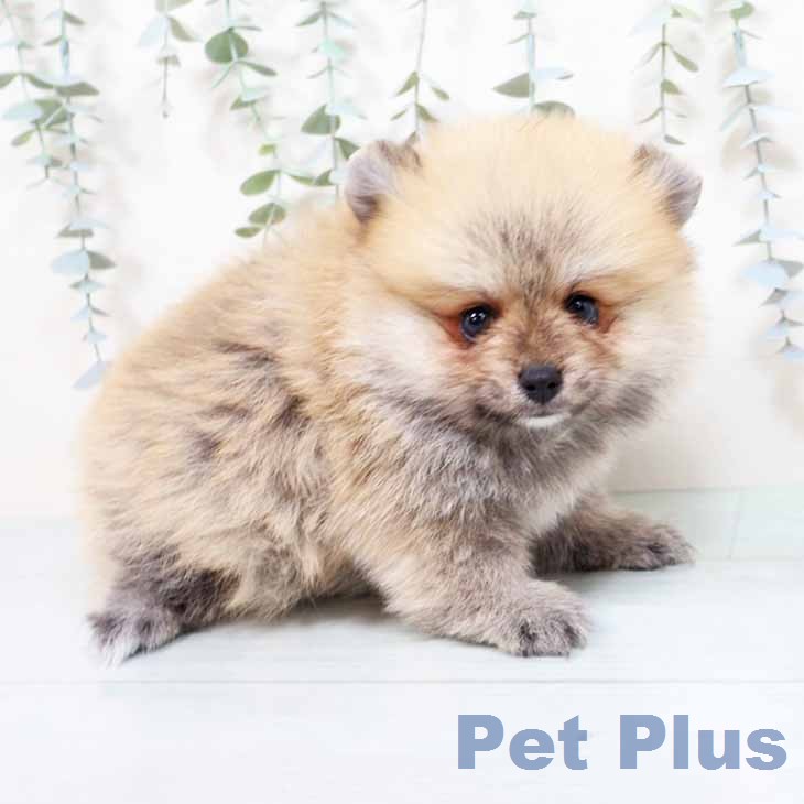 奈良県のポメラニアン (ペットプラス 大和郡山店/2026年1月30日生まれ/女の子/オレンジ)の子犬の2枚目の画像