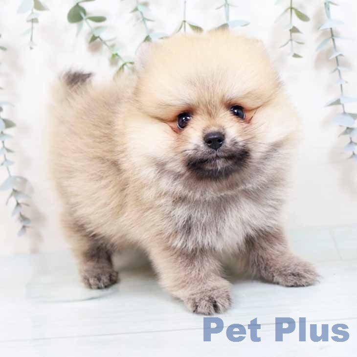 大阪府のポメラニアン (ペットプラス りんくう泉南店/2026年1月30日生まれ/女の子/オレンジ)の子犬