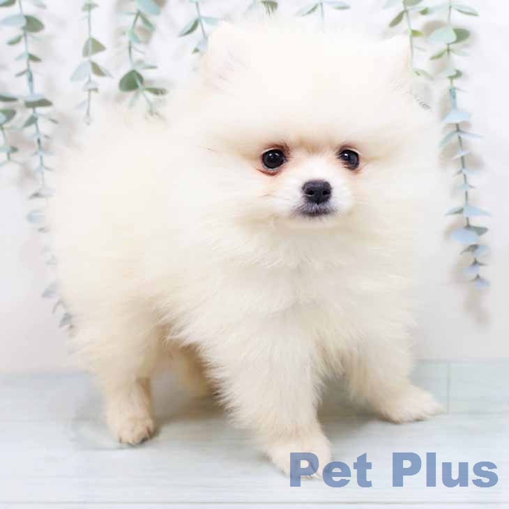 ポメラニアンの写真2