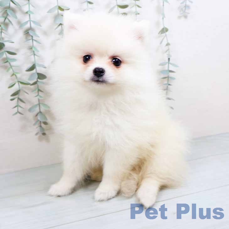 ポメラニアンの写真2