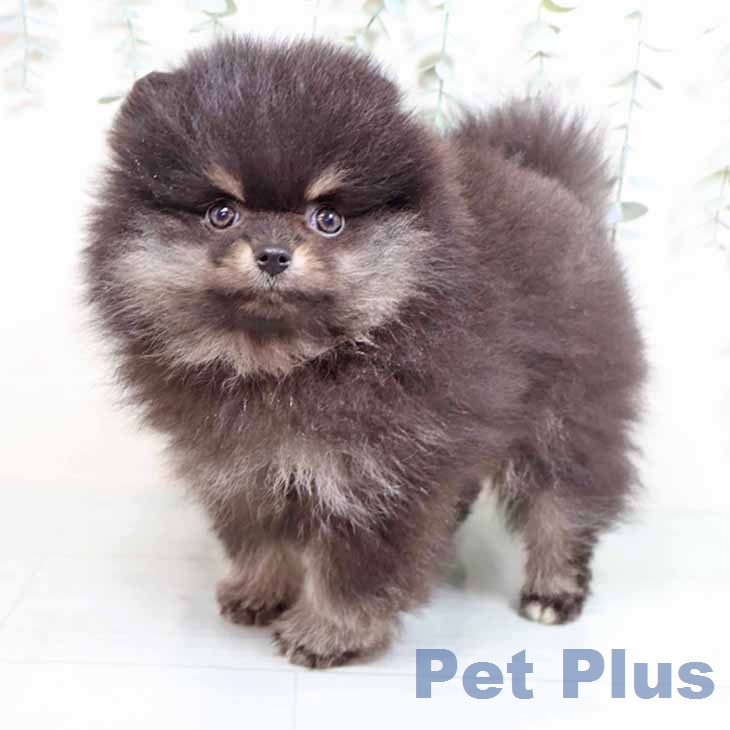 ポメラニアンの写真2