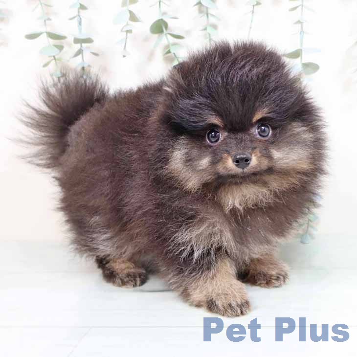 兵庫県のポメラニアン (ペットプラス 神戸三宮店/2026年1月31日生まれ/男の子/ブラックタン)の子犬の2枚目の画像