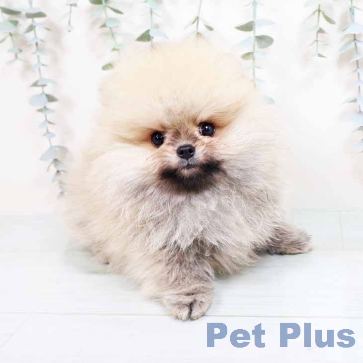 大阪府のポメラニアン (ペットプラス りんくう泉南店/2026年1月27日生まれ/男の子/クリームセーブル)の子犬